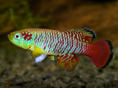 Nothobranchius guentheri Nothobranchius guentheri